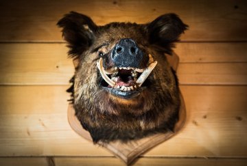 Trophy Hunting Advantages